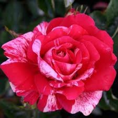  Роза чайно-гибридная Папагено фото